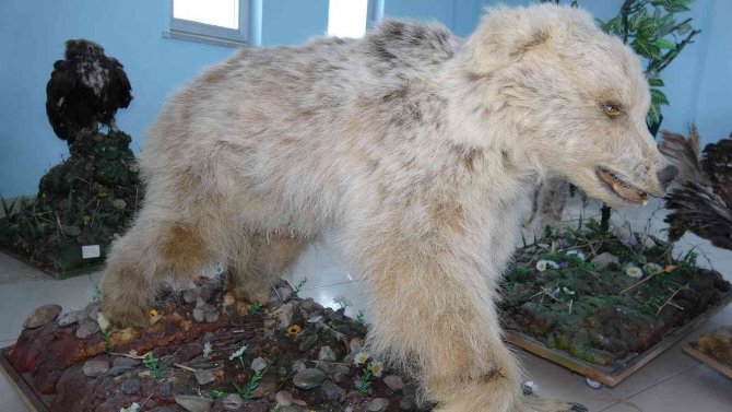 Nesli Tehlike Altında Olan Yaban Hayvanları Mumyalanıyor