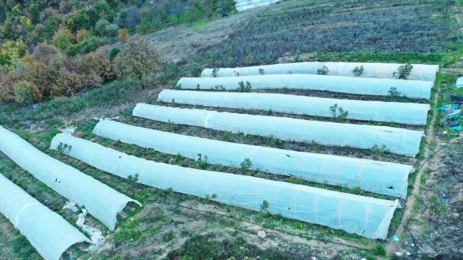 Elit Mekanların Gözde Çileği Bu Yıl 550 Ton Üretildi