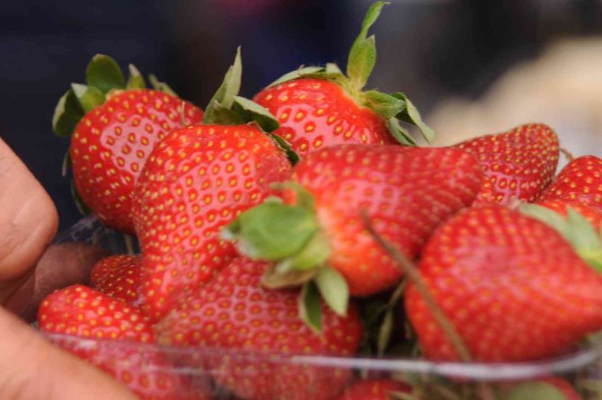 Elit Mekanların Gözde Çileği Bu Yıl 550 Ton Üretildi