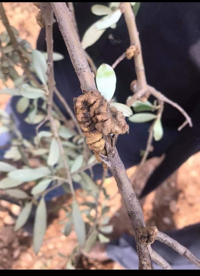 Zeytinde Dal Kanseri Paniği