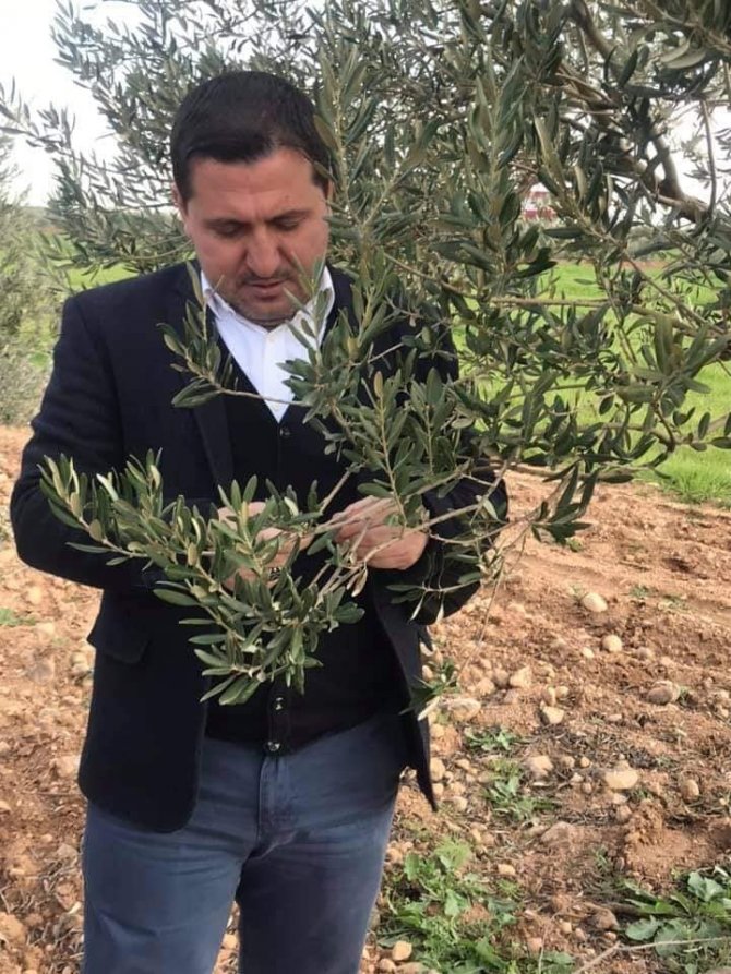 Zeytinde Dal Kanseri Paniği