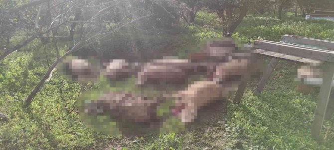 2 Köpeğin Öldürüldüğü Olayla İlgili Açıklama