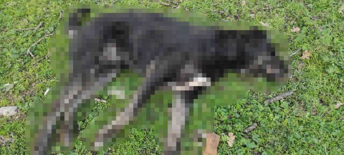 2 Köpeğin Öldürüldüğü Olayla İlgili Açıklama