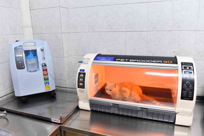 Kurtuluş Sokak Hayvanları Sağlık Merkezi’nin Tedavi Cihazları Yenilendi