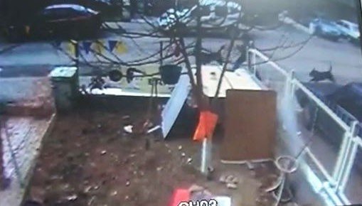 Başıboş Köpekler Önce Kızı Kovaladı, Sonra Horoza Saldırdı