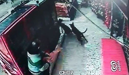 Başıboş Köpekler Önce Kızı Kovaladı, Sonra Horoza Saldırdı