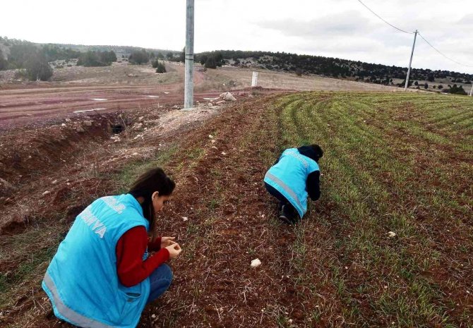 Aslanapa’da Ekili Alalarda Fonolojik Gözlem Çalışmaları