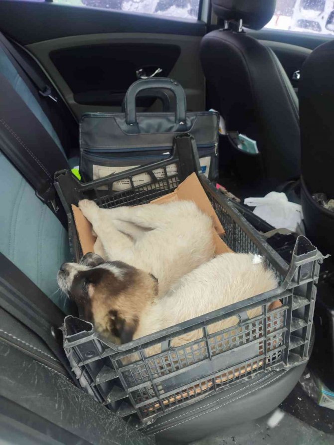 Bingöl’de Donmak Üzere Olan Köpeklere Polisler Sahip Çıktı