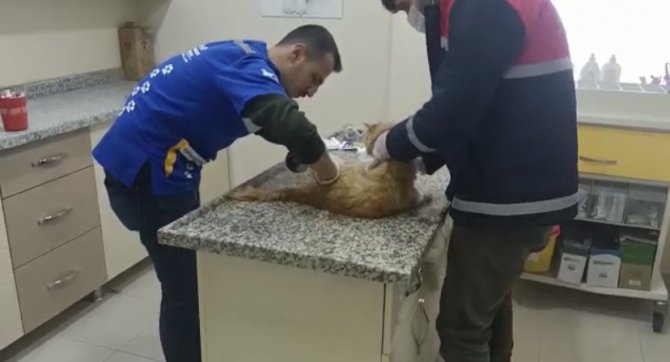 Yaralı Kediye Belediye Ekipleri Sahip Çıktı