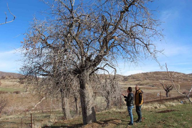 Fiyatı Altınla Yarışıyor, Ürün Veren Ağaçlar Koruma Altına Alınıyor