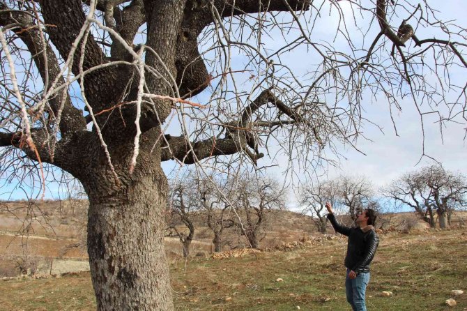 Fiyatı Altınla Yarışıyor, Ürün Veren Ağaçlar Koruma Altına Alınıyor