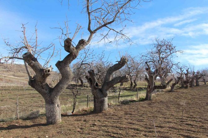 Fiyatı Altınla Yarışıyor, Ürün Veren Ağaçlar Koruma Altına Alınıyor