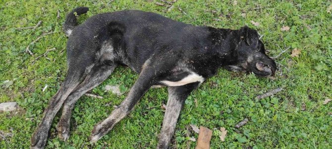 Koyunlarını Ölü Görünce Köpekleri Kafalarından Vurarak Öldürdü
