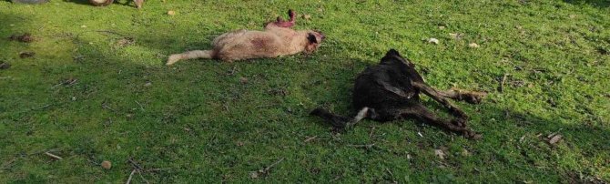 Koyunlarını Ölü Görünce Köpekleri Kafalarından Vurarak Öldürdü