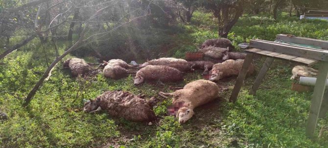 Koyunlarını Ölü Görünce Köpekleri Kafalarından Vurarak Öldürdü
