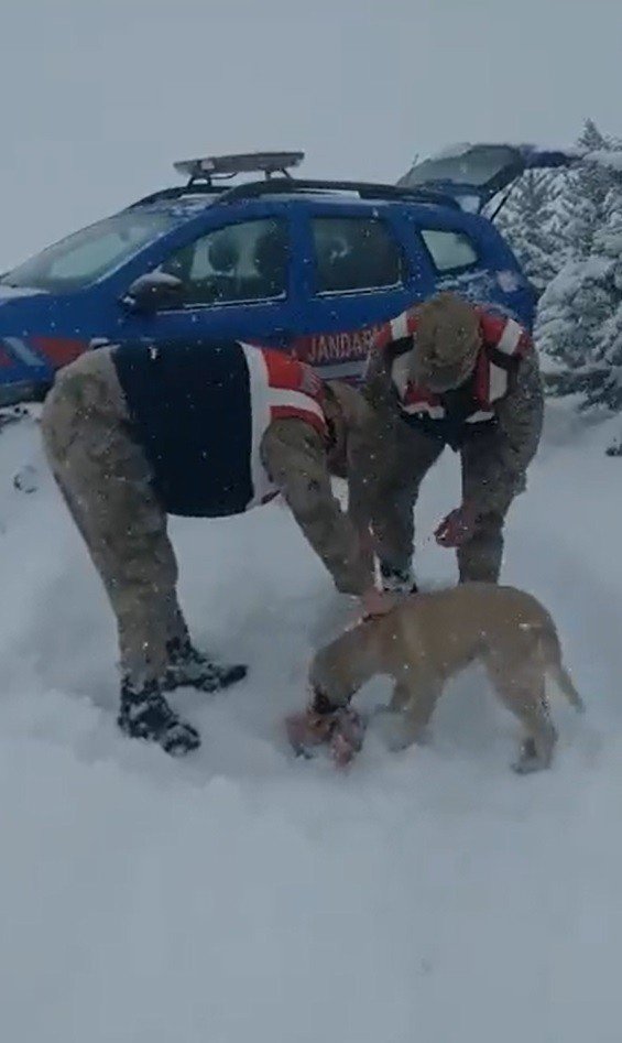 Jandarma Ve Polisten Yüreklere Dokunan Hareket: Yoğun Kar Altında Sokak Hayvanlarını Beslediler