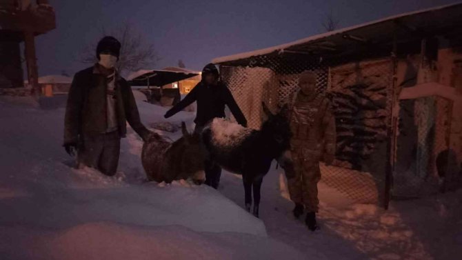 Elazığ’da Donmak Üzere Olan Hayvanlar Kurtarıldı