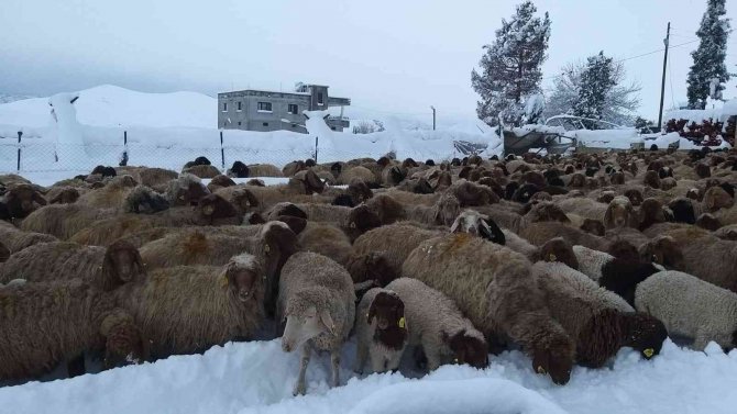 Çadırlar Ve Çatılar Çöktü Hayvanlar Telef Oldu
