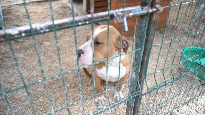 Hatay’da 162 Yasaklı Irk Köpek Kısırlaştırıldı