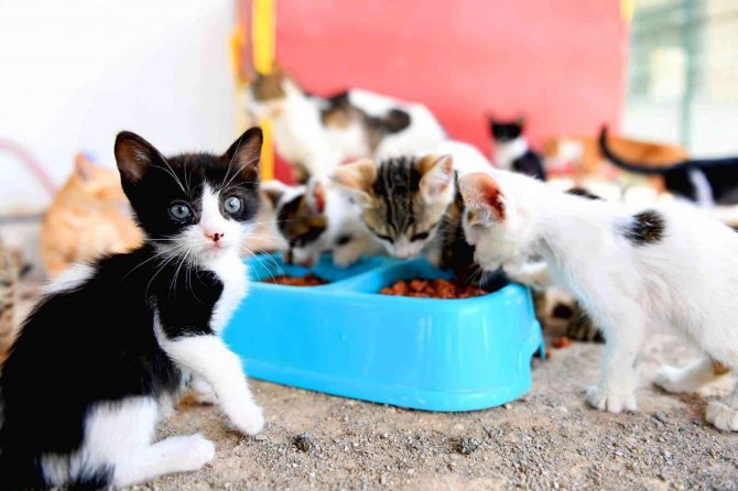 Mersin’de 3 Bin 700 Patili Dostun Yarası Sarıldı