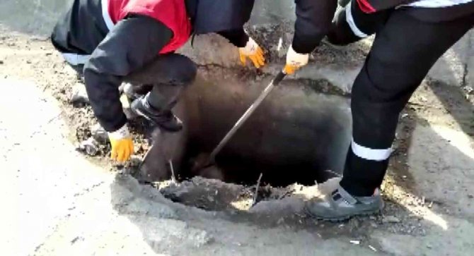 Sancaktepe’de Kuyuda Mahsur Kalan Köpeği Kurtarma Operasyonu