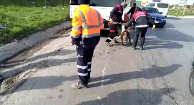Sancaktepe’de Kuyuda Mahsur Kalan Köpeği Kurtarma Operasyonu