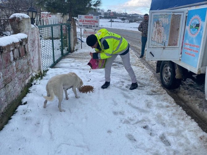 Sinop’ta Sokak Hayvanlarına Mama