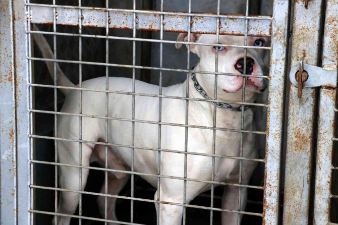 Yasaklı Köpeğini Gecikmeli Olarak Teslim Etti