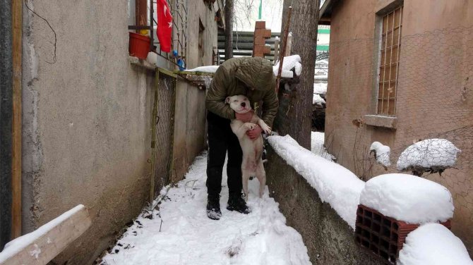 Yasaklı Köpeğini Gecikmeli Olarak Teslim Etti