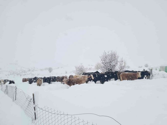 Yıkılan Çadırın Altına Kalan Hayvanlar Jandarma Tarafından Kurtarıldı