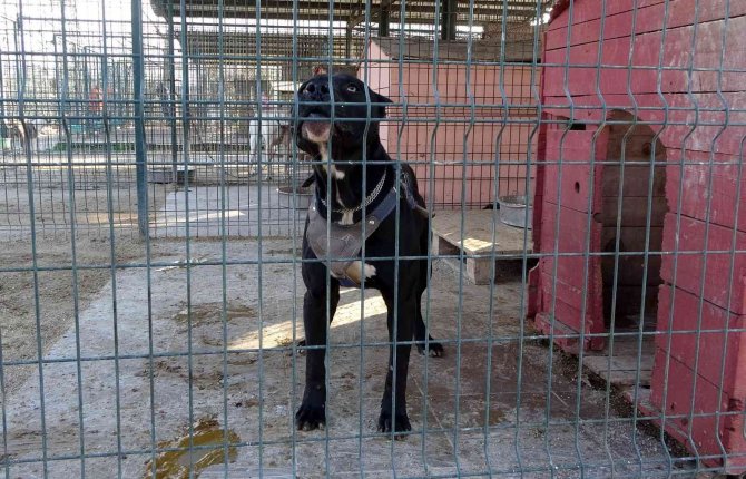 Osmaniye’de 89 Yasaklı Irk Köpek Kayıt Altına Alındı