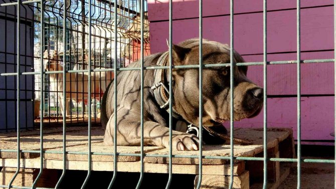 Osmaniye’de 89 Yasaklı Irk Köpek Kayıt Altına Alındı