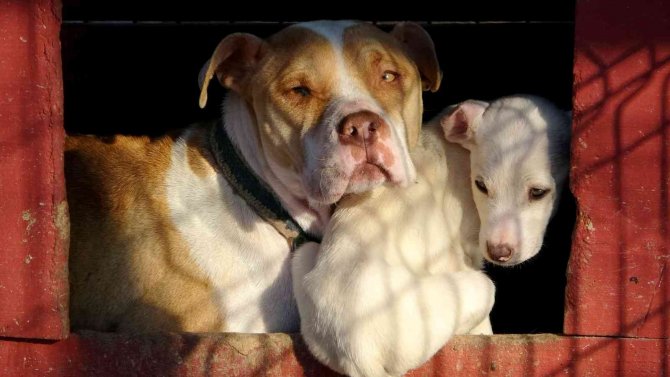 Osmaniye’de 89 Yasaklı Irk Köpek Kayıt Altına Alındı