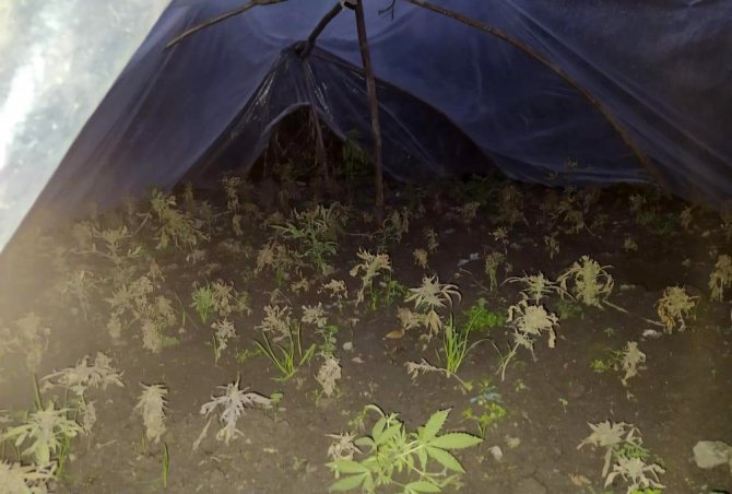 Adana’da 232 Adet Kök Kenevir Bitkisi Ele Geçirildi