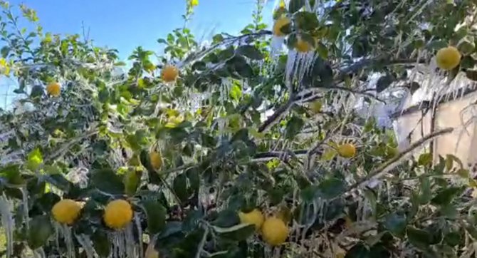Limon Ağaçları Buz Tuttu, Sarkıtlar Oluştu