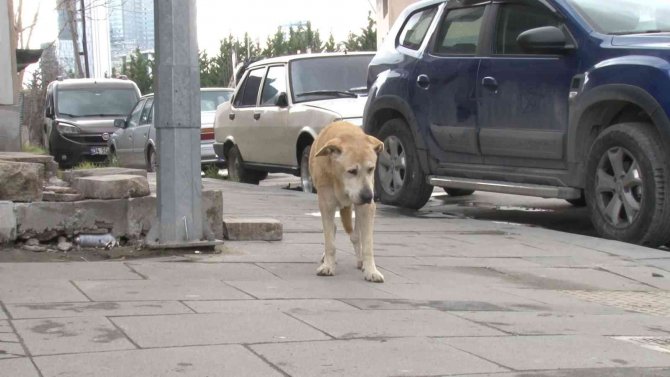 Ataşehir’de Köpek Kavgası: “Hayvana Taş Attım, Sana Değil”
