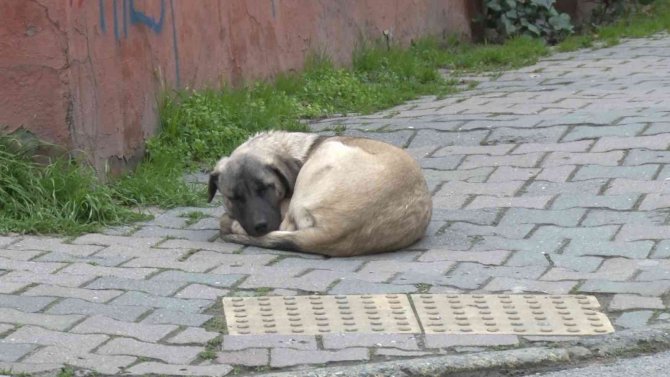 Ataşehir’de Köpek Kavgası: “Hayvana Taş Attım, Sana Değil”