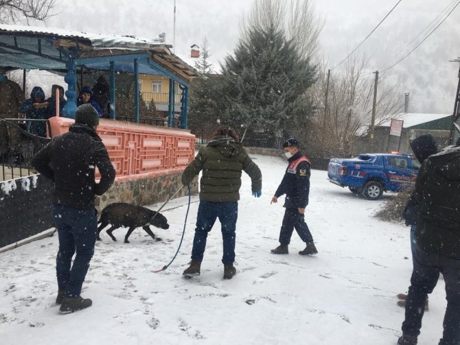 Bingöl’de Başıboş Gezen Pitbull Cinsi Köpek, Yakalanarak Barınağa Götürüldü