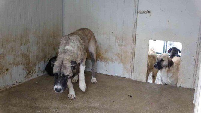 Sokak Hayvanları İçin Klimalı Misafirhane
