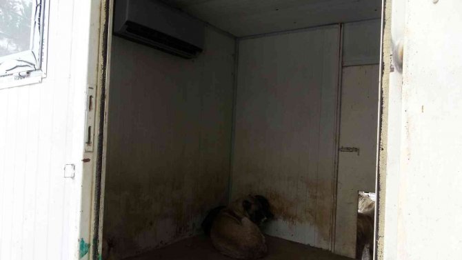 Sokak Hayvanları İçin Klimalı Misafirhane