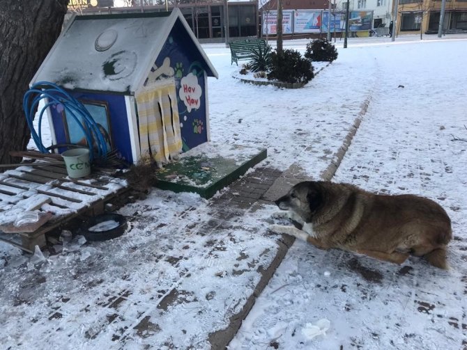 Sokak Hayvanlarının Mama Ve Su Kapları Buz Tuttu