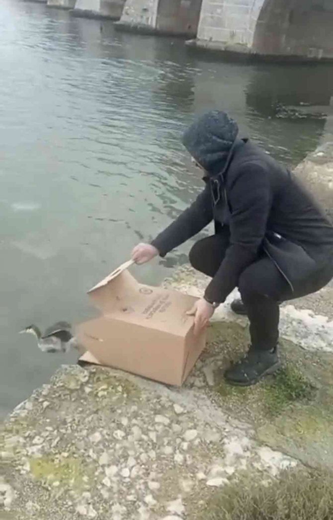 İ̇stanbul’da Tedavisi Tamamlanan ‘Bahri’ Suya Bırakıldı
