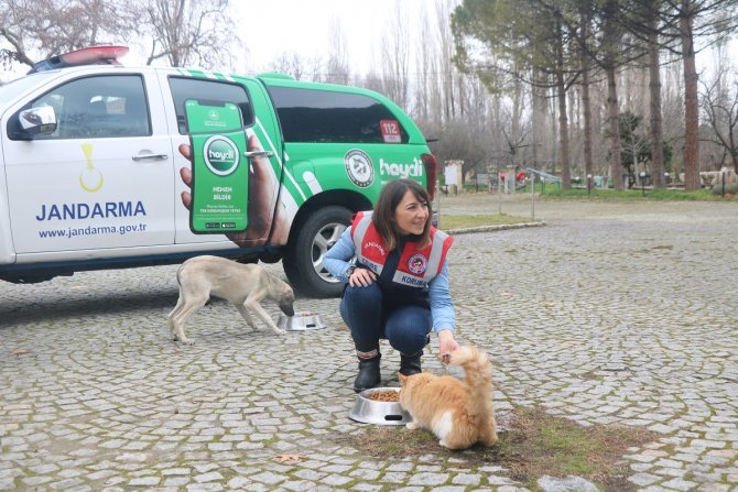 Aydın’da Jandarma Timleri Sokak Hayvanlarını Yalnız Bırakmıyor