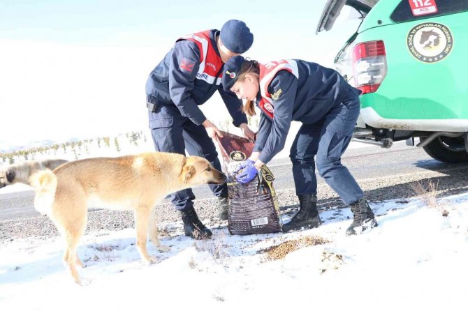 Jandarma Sokak Hayvanlarını Unutmadı