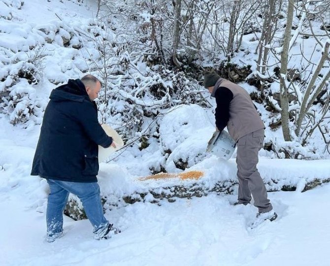 Karlı Yollar Yaban Hayvanları İçin Aşıldı