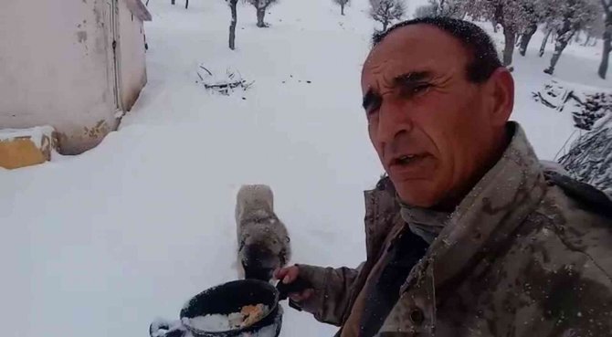 Kendi Yemeğini Sokak Hayvanlarıyla Paylaştı