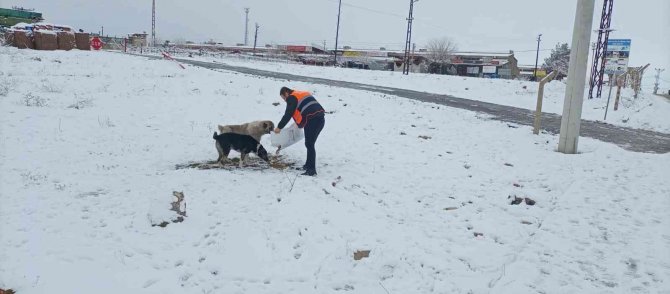 Siirt Belediyesi Sokak Hayvanları İçin Yem Bıraktı