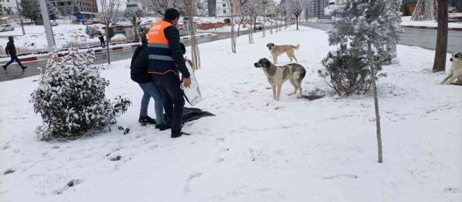 Siirt Belediyesi Sokak Hayvanları İçin Yem Bıraktı
