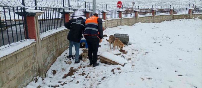 Siirt Belediyesi Sokak Hayvanları İçin Yem Bıraktı