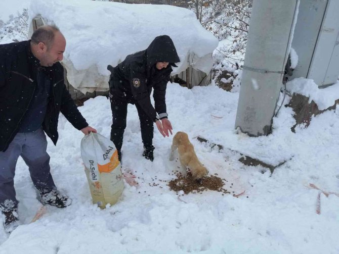 Uludere’de Devlet Kurumları, Sokak Hayvanlarını Unutmadı